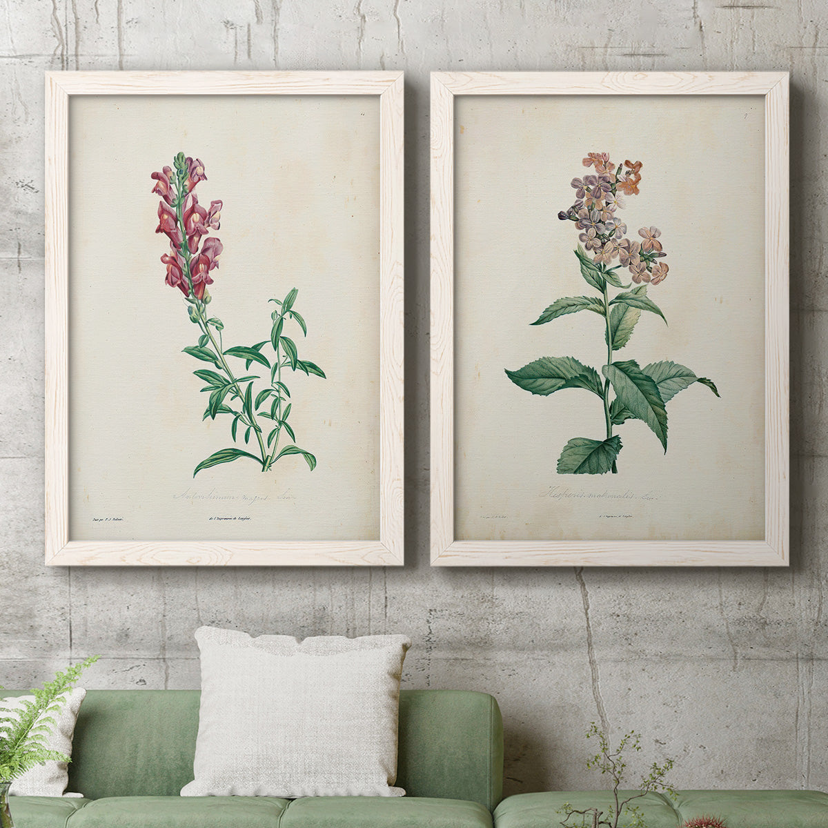 Set of two white barnwood framed canvas prints depicting antique floral illustrations featuring a tall red bloom and a clustered mauve flower above a sofa in a modern living room.