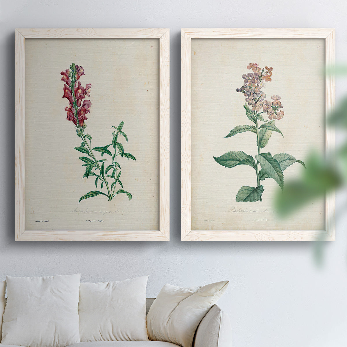Set of two white barnwood framed canvas prints depicting a traditional botanical print pair with delicate blossoms leafy stems and scientific plate details above a sofa in a bright living space.
