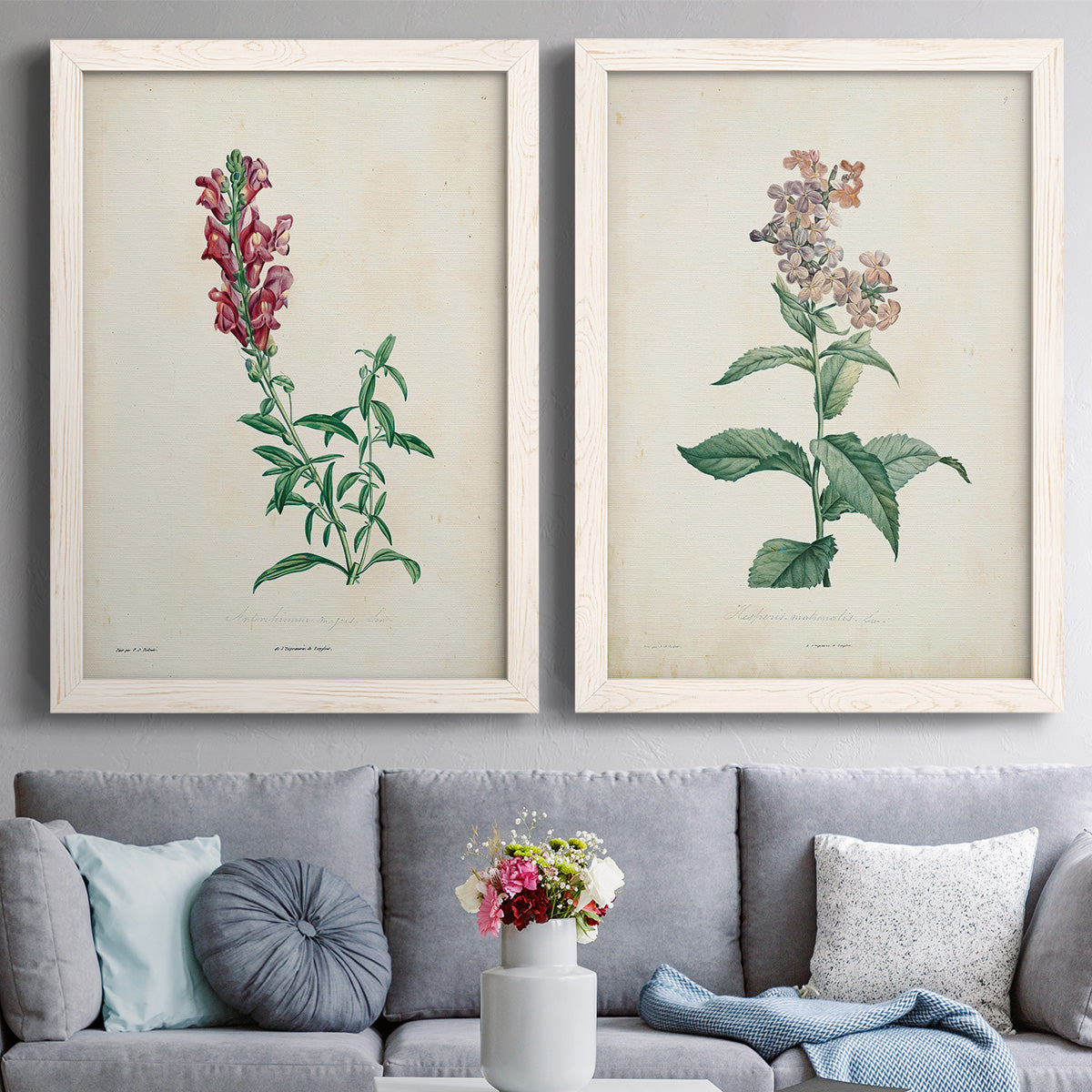 Set of two white barnwood framed canvas prints depicting paired archival flower studies in muted red pink green and cream tones above a sofa in a contemporary living room.