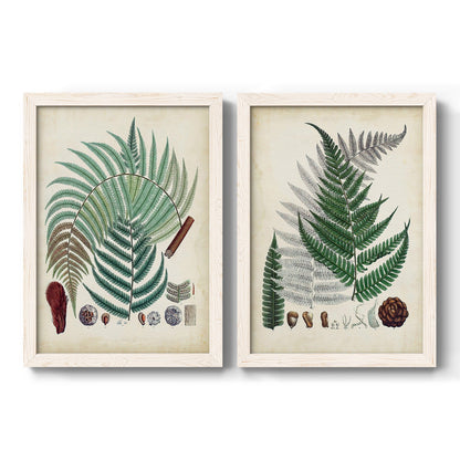 Set of two white barnwood framed canvas prints featuring two natural-history fern plates featuring vintage fern specimens with botanical details.