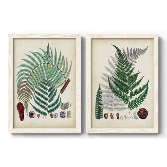 Set of two white barnwood framed canvas prints featuring two natural-history fern plates featuring vintage fern specimens with botanical details.
