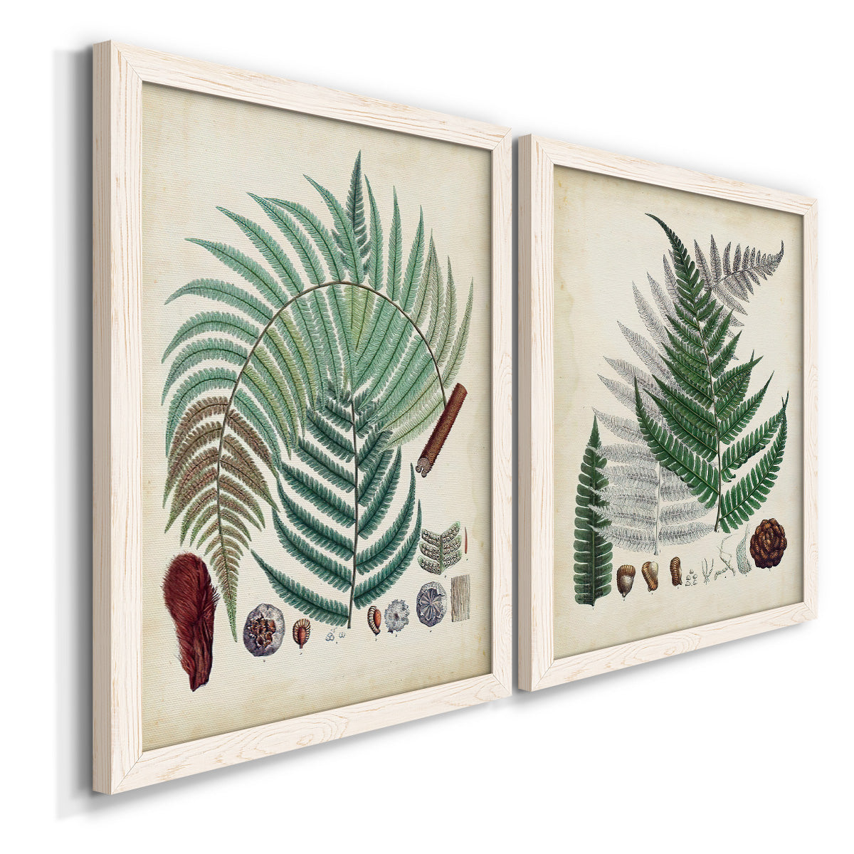 Angled view of a set of two white barnwood framed canvas prints featuring two natural-history fern plates featuring vintage fern specimens with botanical details.