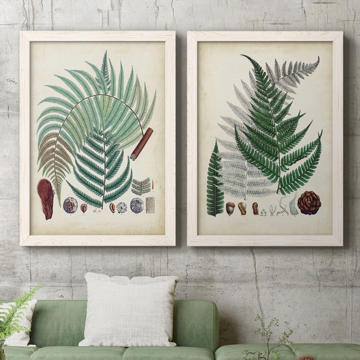 Set of two white barnwood framed canvas prints depicting a coordinated art pair of vintage fern specimens with botanical details rendered as natural-history fern plates above a sofa in a modern living room.