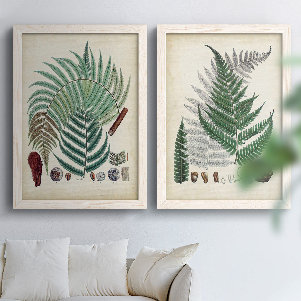 Set of two white barnwood framed canvas prints depicting varied green fronds, roots, spores, and archival labels arranged across two complementary compositions above a sofa in a bright living space.