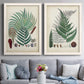 Set of two white barnwood framed canvas prints depicting paired natural-history fern plates with varied green fronds, roots, spores, and archival labels above a sofa in a contemporary living room.