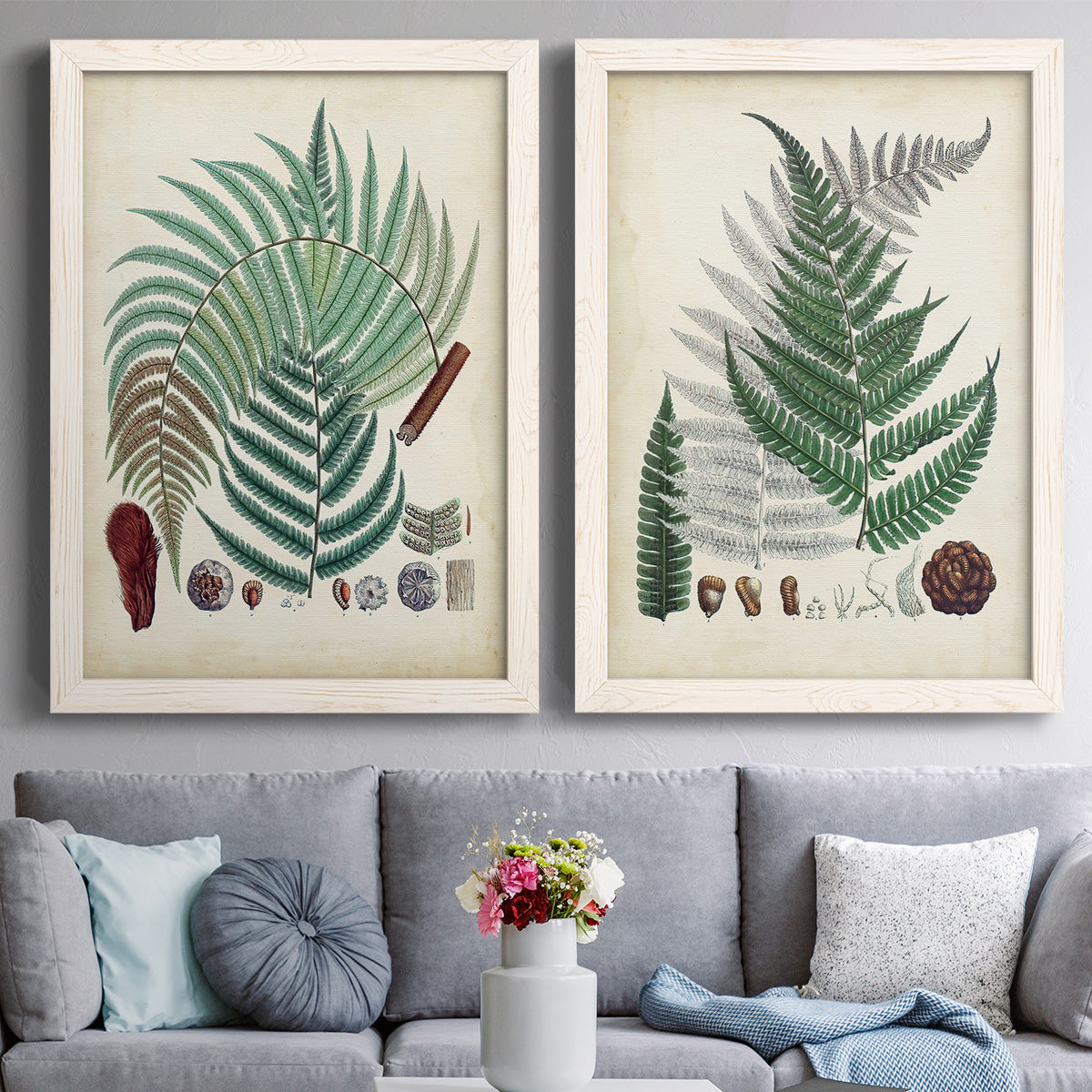 Set of two white barnwood framed canvas prints depicting paired natural-history fern plates with varied green fronds, roots, spores, and archival labels above a sofa in a contemporary living room.