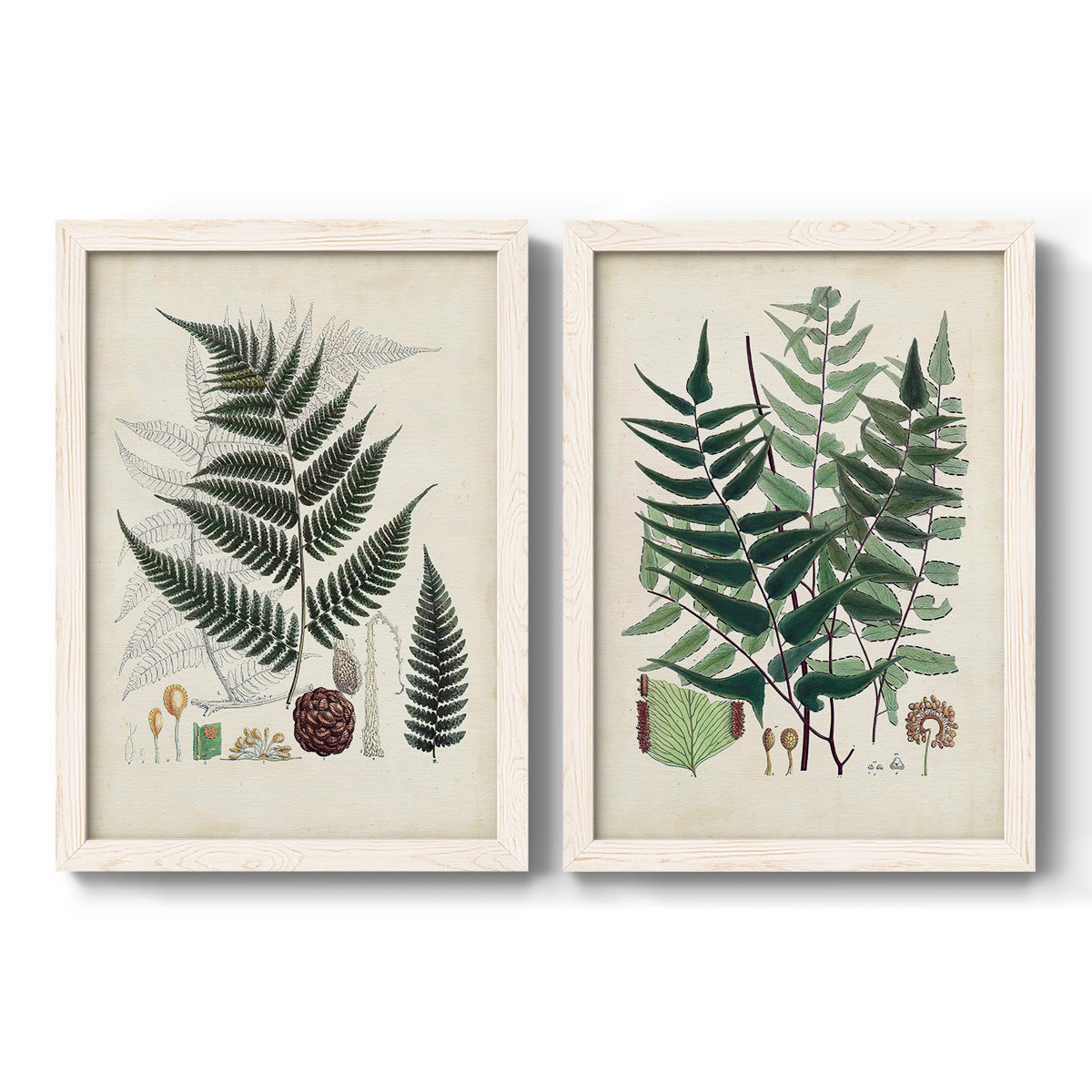 Set of two white barnwood framed canvas prints featuring two natural-history fern plates featuring vintage fern specimens with botanical details.