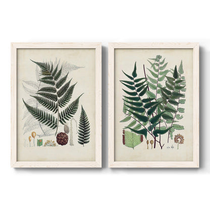 Set of two white barnwood framed canvas prints featuring two natural-history fern plates featuring vintage fern specimens with botanical details.