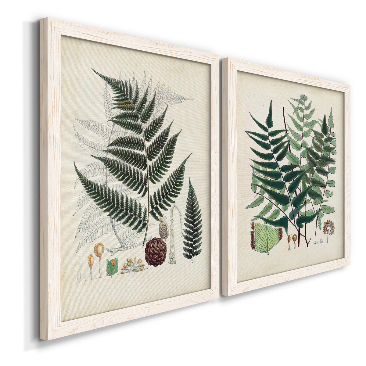 Angled view of a set of two white barnwood framed canvas prints featuring two natural-history fern plates featuring vintage fern specimens with botanical details.