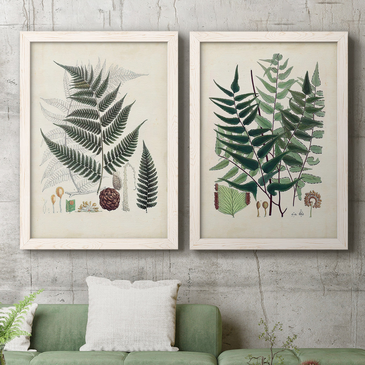 Set of two white barnwood framed canvas prints depicting a coordinated art pair of vintage fern specimens with botanical details rendered as natural-history fern plates above a sofa in a modern living room.