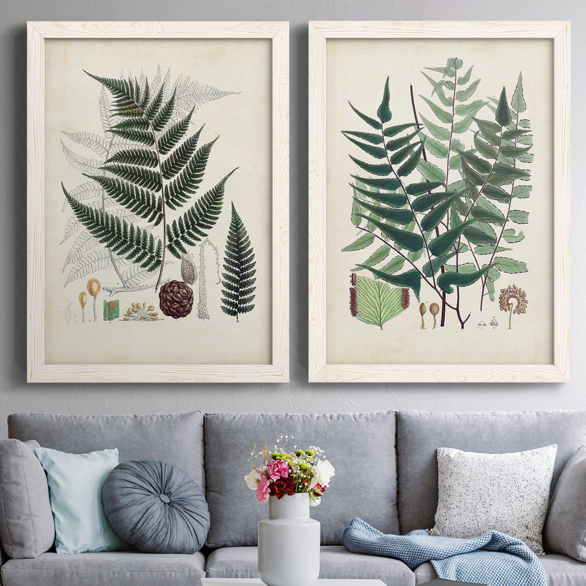 Set of two white barnwood framed canvas prints depicting paired natural-history fern plates with varied green fronds, roots, spores, and archival labels above a sofa in a contemporary living room.