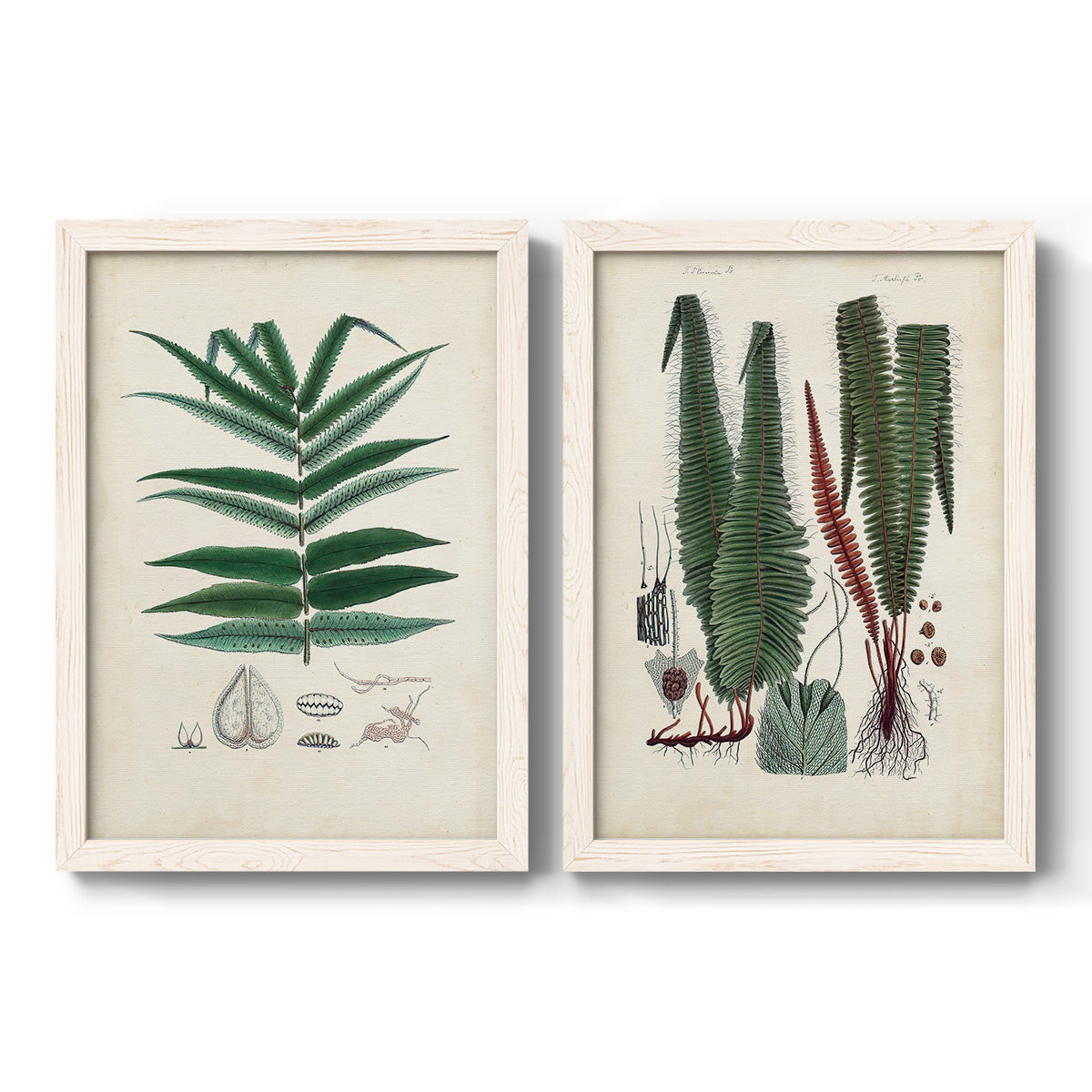 Set of two white barnwood framed canvas prints featuring two natural-history fern plates featuring vintage fern specimens with botanical details.