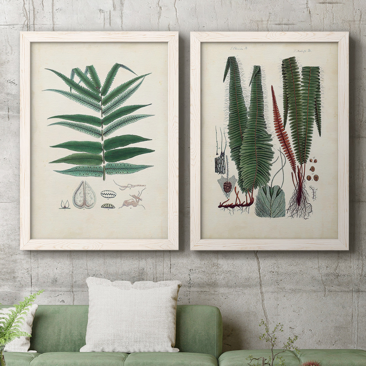 Set of two white barnwood framed canvas prints depicting a coordinated art pair of vintage fern specimens with botanical details rendered as natural-history fern plates above a sofa in a modern living room.