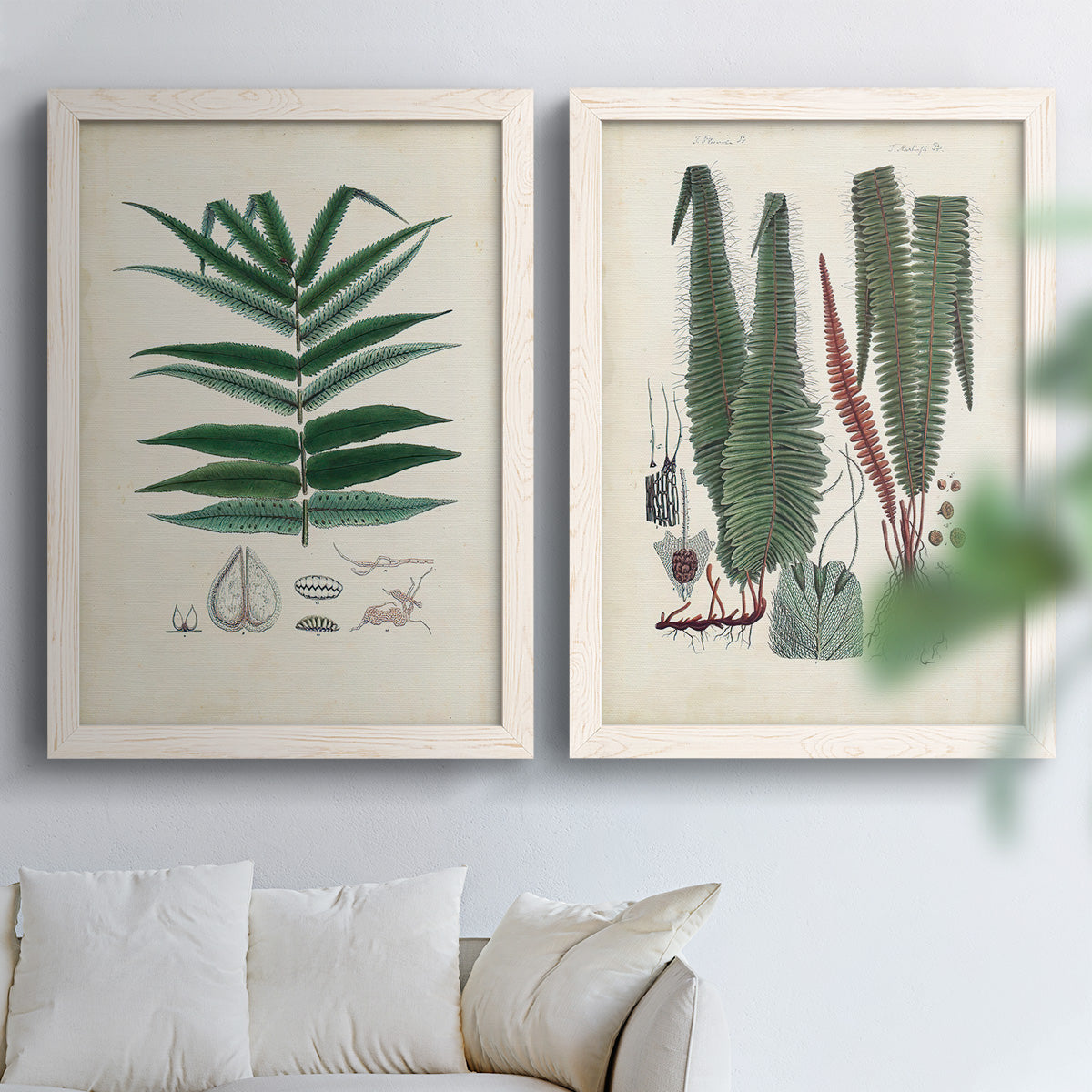 Set of two white barnwood framed canvas prints depicting varied green fronds, roots, spores, and archival labels arranged across two complementary compositions above a sofa in a bright living space.