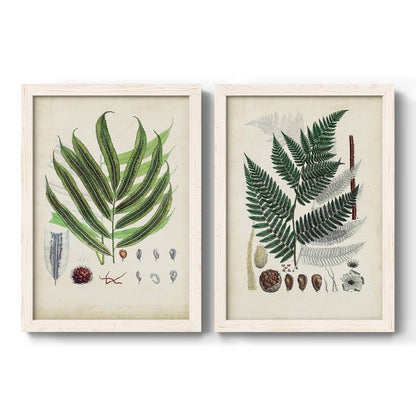 Set of two white barnwood framed canvas prints featuring two natural-history fern plates featuring vintage fern specimens with botanical details.