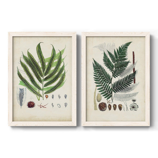 Set of two white barnwood framed canvas prints featuring two natural-history fern plates featuring vintage fern specimens with botanical details.