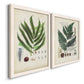 Angled view of a set of two white barnwood framed canvas prints featuring two natural-history fern plates featuring vintage fern specimens with botanical details.