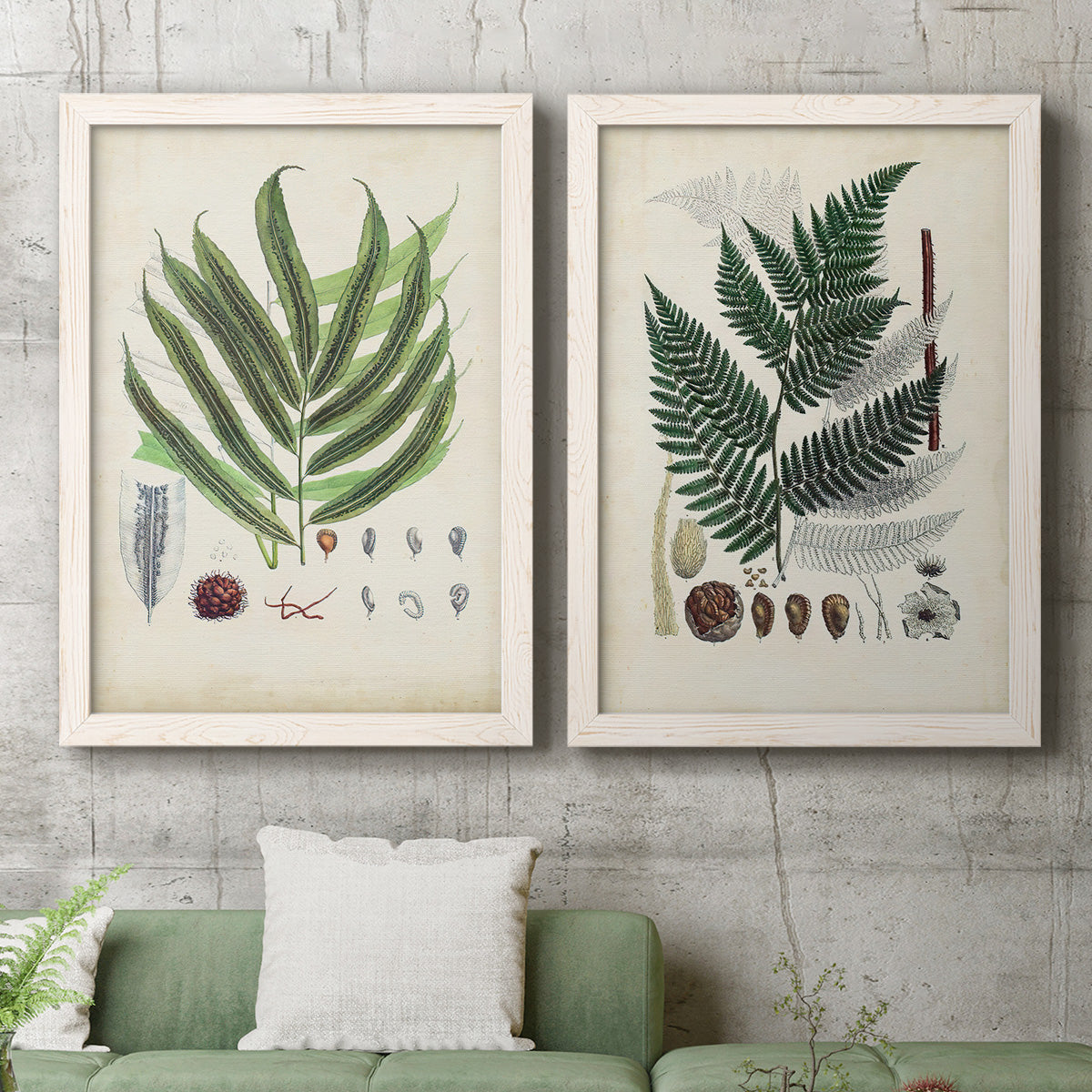 Set of two white barnwood framed canvas prints depicting a coordinated art pair of vintage fern specimens with botanical details rendered as natural-history fern plates above a sofa in a modern living room.
