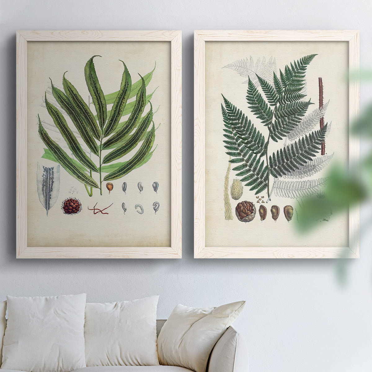 Set of two white barnwood framed canvas prints depicting varied green fronds, roots, spores, and archival labels arranged across two complementary compositions above a sofa in a bright living space.