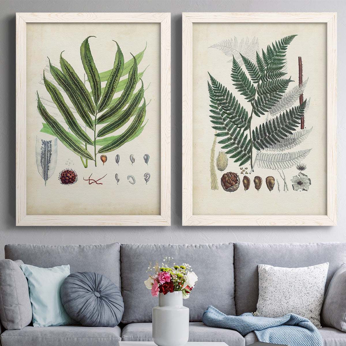 Set of two white barnwood framed canvas prints depicting paired natural-history fern plates with varied green fronds, roots, spores, and archival labels above a sofa in a contemporary living room.
