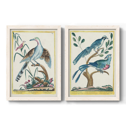Set of two white barnwood framed canvas prints featuring two antique ornithological plate illustrations featuring vintage exotic birds perched in landscape settings.