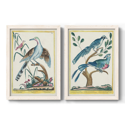 Set of two white barnwood framed canvas prints featuring two antique ornithological plate illustrations featuring vintage exotic birds perched in landscape settings.