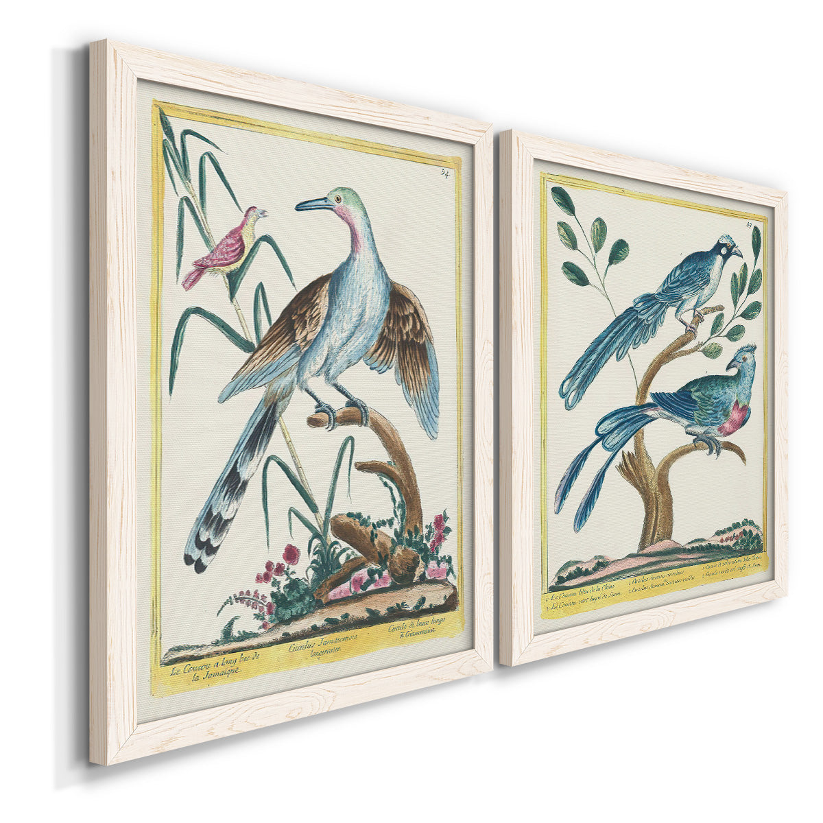 Angled view of a set of two white barnwood framed canvas prints featuring two antique ornithological plate illustrations featuring vintage exotic birds perched in landscape settings.
