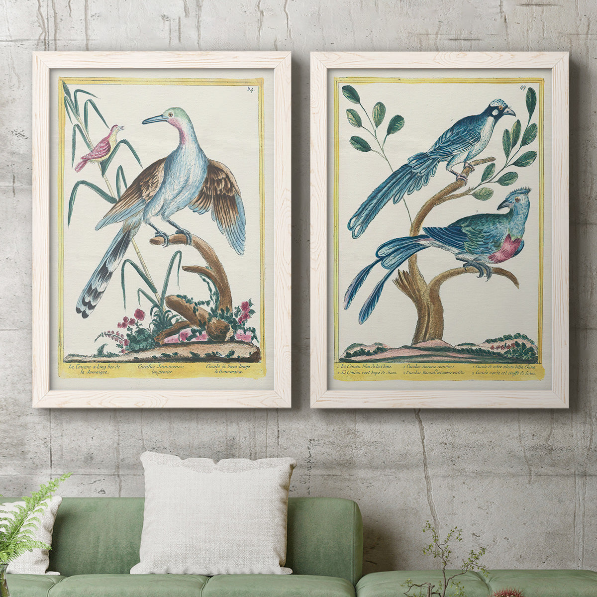 Set of two white barnwood framed canvas prints depicting a coordinated art pair of vintage exotic birds perched in landscape settings rendered as antique ornithological plate illustrations above a sofa in a modern living room.