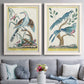 Set of two white barnwood framed canvas prints depicting paired antique ornithological plate illustrations with long tails, detailed plumage, branches, and printed borders above a sofa in a contemporary living room.
