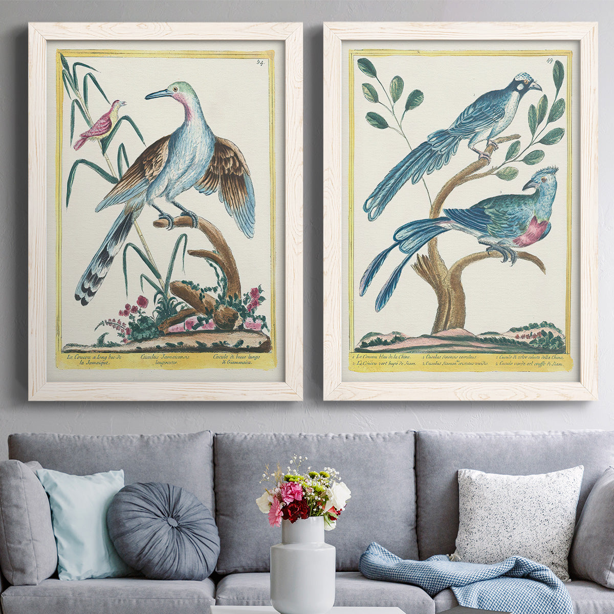 Set of two white barnwood framed canvas prints depicting paired antique ornithological plate illustrations with long tails, detailed plumage, branches, and printed borders above a sofa in a contemporary living room.