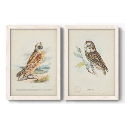 Set of two white barnwood framed canvas prints featuring two antique bird plate illustrations featuring vintage owl specimens perched in natural settings.