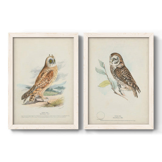 Set of two white barnwood framed canvas prints featuring two antique bird plate illustrations featuring vintage owl specimens perched in natural settings.