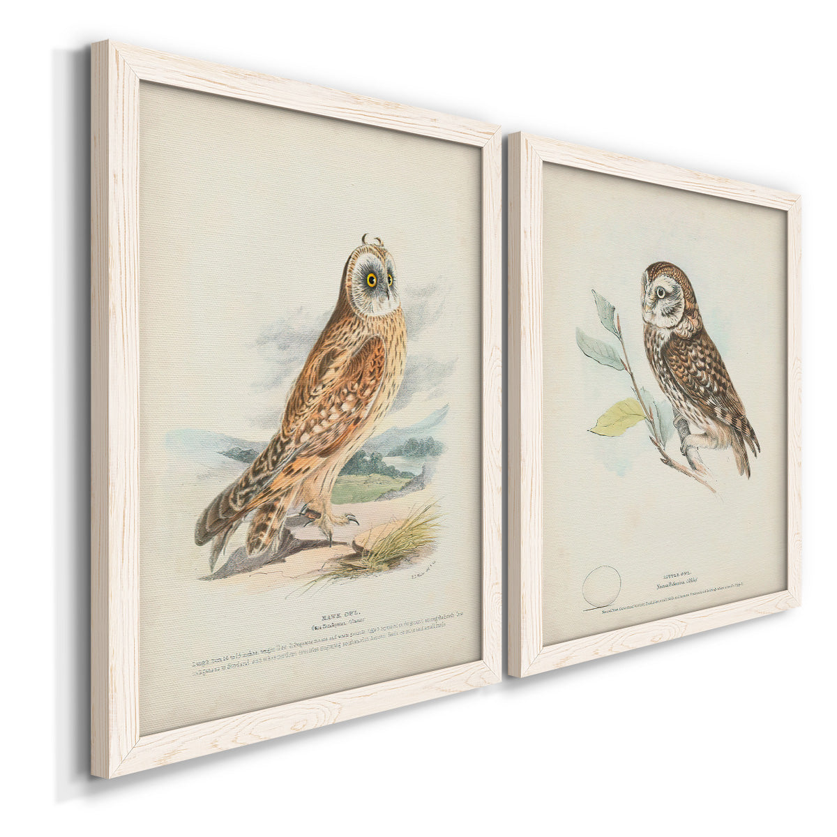 Angled view of a set of two white barnwood framed canvas prints featuring two antique bird plate illustrations featuring vintage owl specimens perched in natural settings.