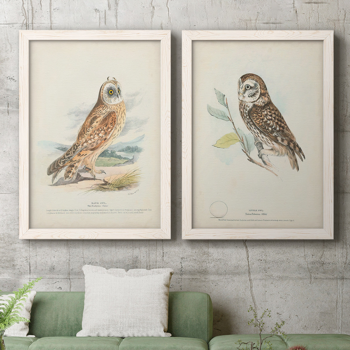 Set of two white barnwood framed canvas prints depicting a coordinated art pair of vintage owl specimens perched in natural settings rendered as antique bird plate illustrations above a sofa in a modern living room.