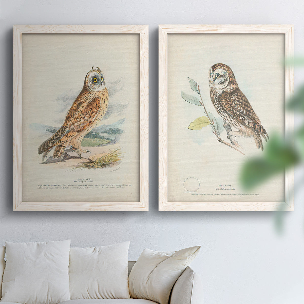 Set of two white barnwood framed canvas prints depicting detailed feathers, branches, pale paper, and natural-history labels arranged across two complementary compositions above a sofa in a bright living space.
