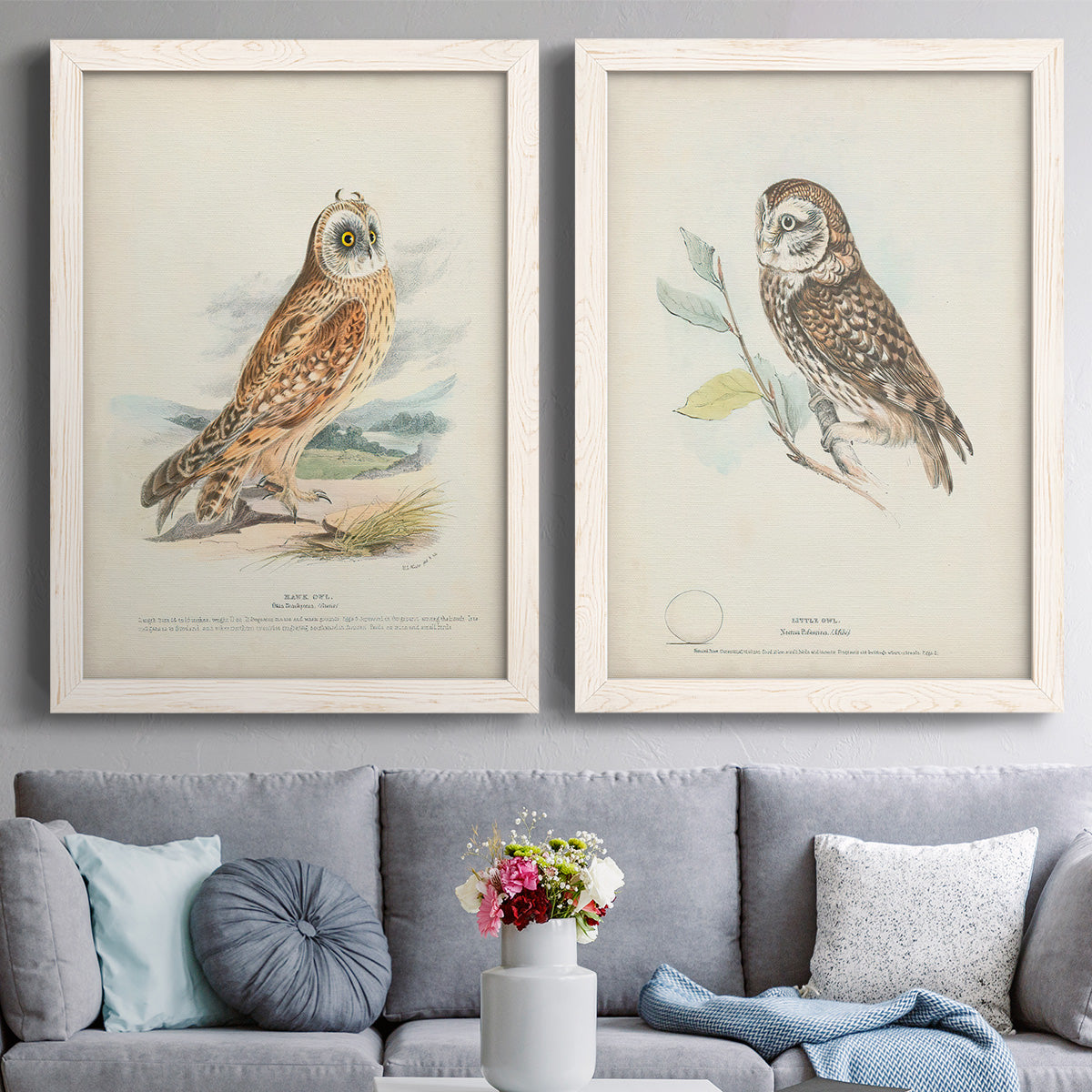 Set of two white barnwood framed canvas prints depicting paired antique bird plate illustrations with detailed feathers, branches, pale paper, and natural-history labels above a sofa in a contemporary living room.