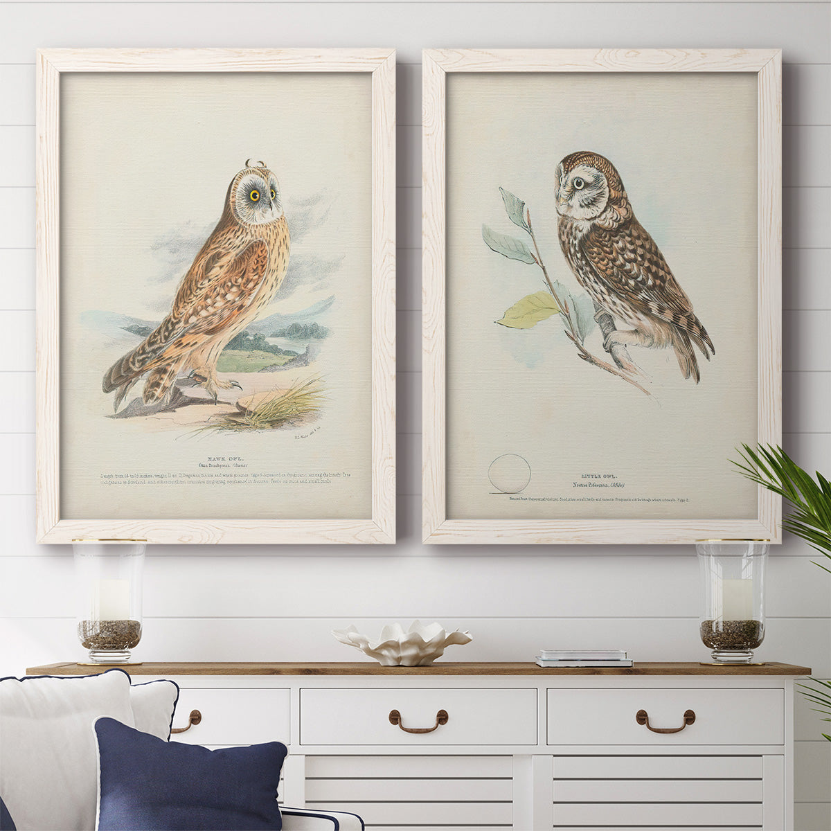 Set of two white barnwood framed canvas prints depicting a coordinated art pair of vintage owl specimens perched in natural settings rendered as antique bird plate illustrations above a dining room sideboard.
