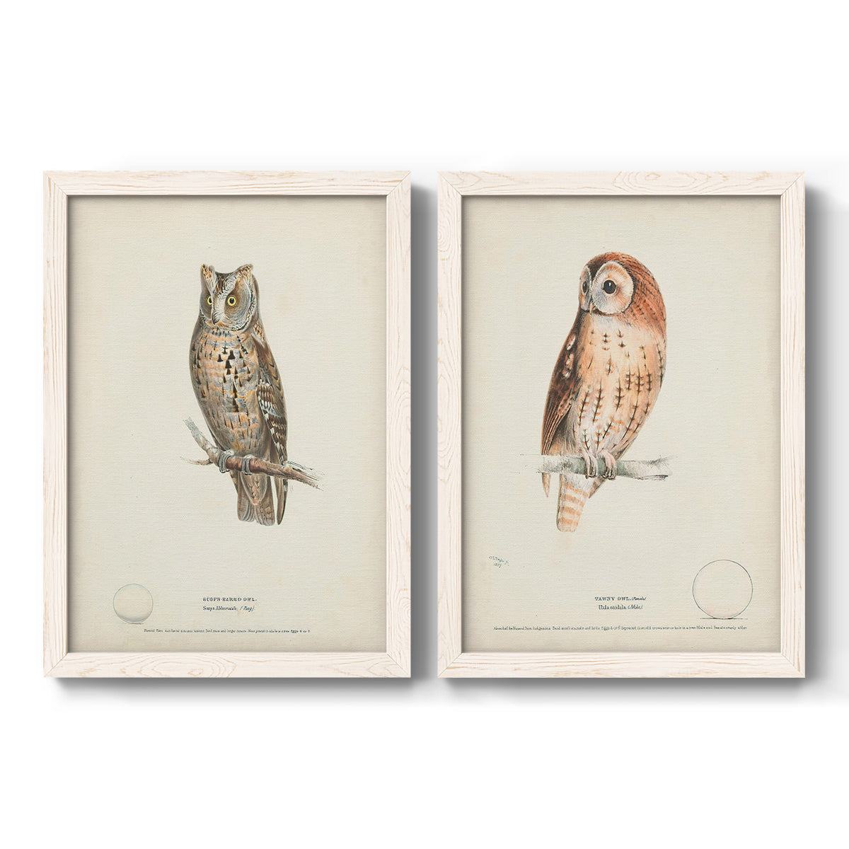 Set of two white barnwood framed canvas prints featuring two antique bird plate illustrations featuring vintage owl specimens perched in natural settings.