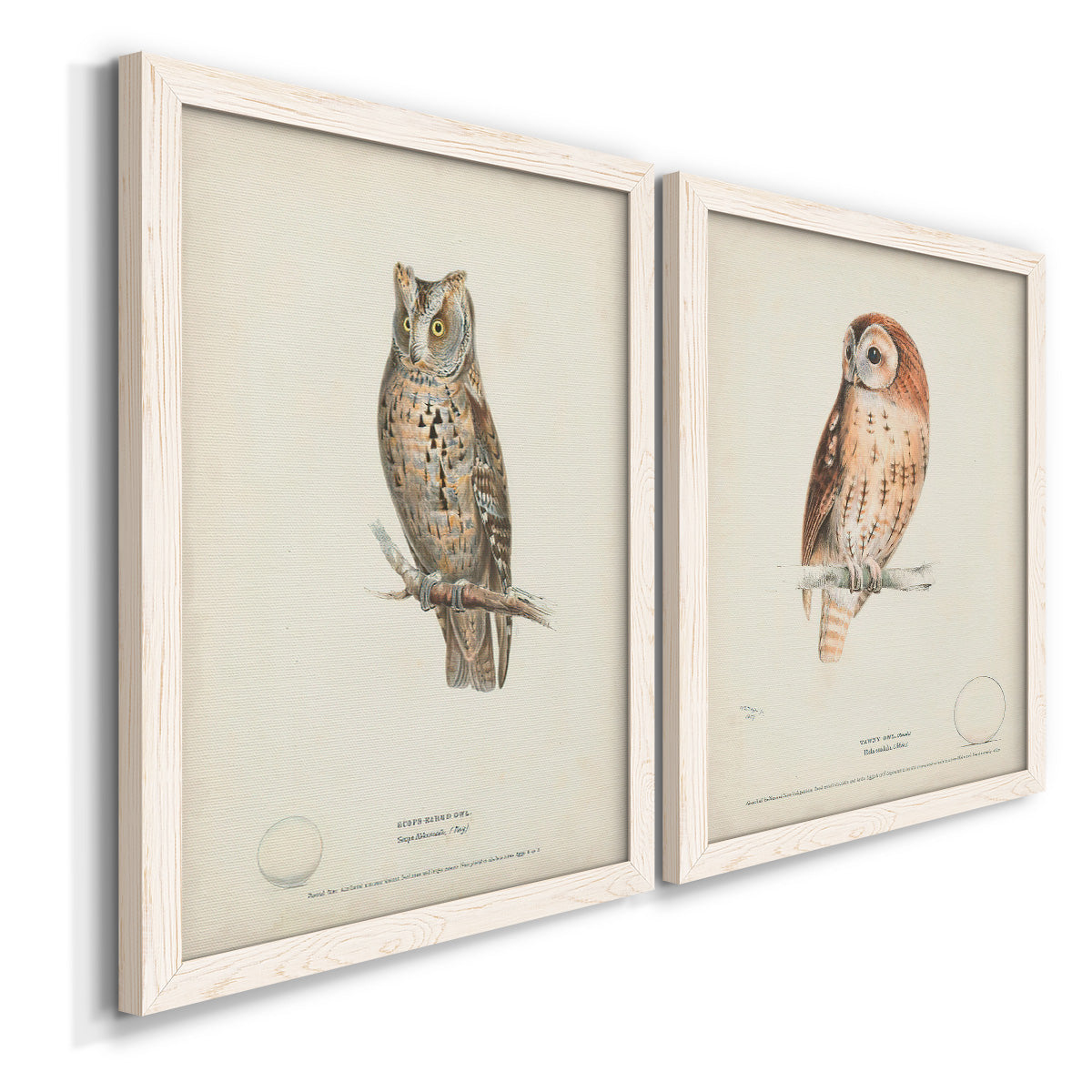 Angled view of a set of two white barnwood framed canvas prints featuring two antique bird plate illustrations featuring vintage owl specimens perched in natural settings.