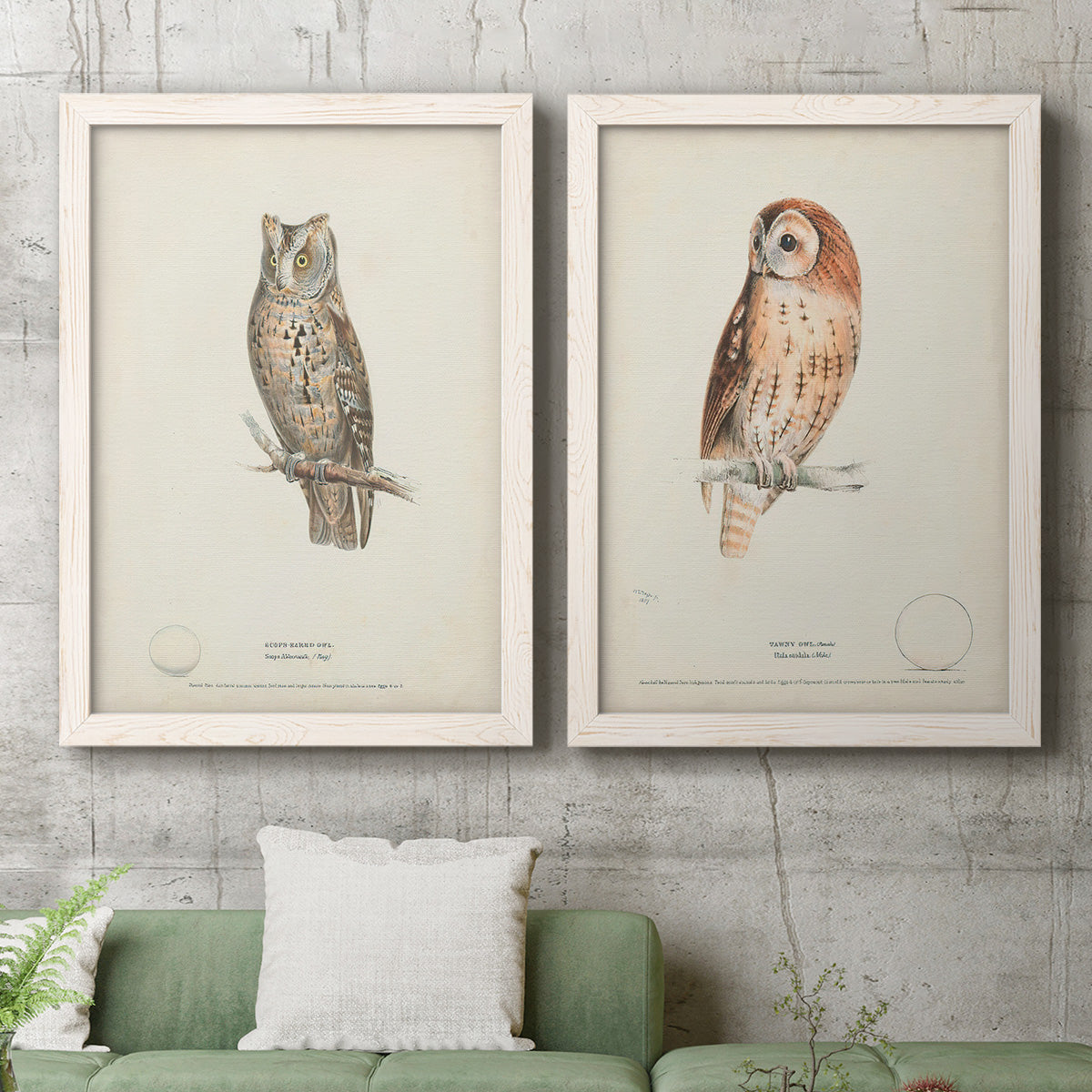 Set of two white barnwood framed canvas prints depicting a coordinated art pair of vintage owl specimens perched in natural settings rendered as antique bird plate illustrations above a sofa in a modern living room.