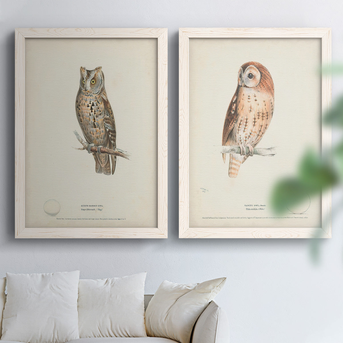 Set of two white barnwood framed canvas prints depicting detailed feathers, branches, pale paper, and natural-history labels arranged across two complementary compositions above a sofa in a bright living space.