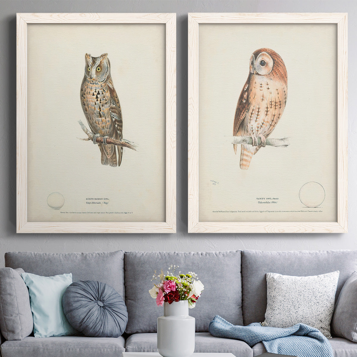 Set of two white barnwood framed canvas prints depicting paired antique bird plate illustrations with detailed feathers, branches, pale paper, and natural-history labels above a sofa in a contemporary living room.