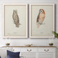 Set of two white barnwood framed canvas prints depicting a coordinated art pair of vintage owl specimens perched in natural settings rendered as antique bird plate illustrations above a dining room sideboard.