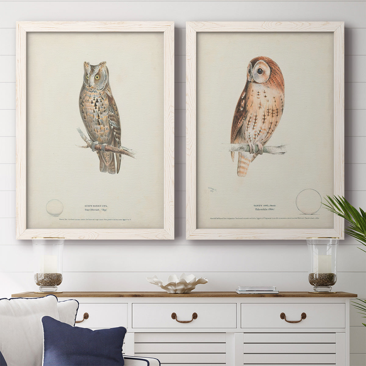 Set of two white barnwood framed canvas prints depicting a coordinated art pair of vintage owl specimens perched in natural settings rendered as antique bird plate illustrations above a dining room sideboard.