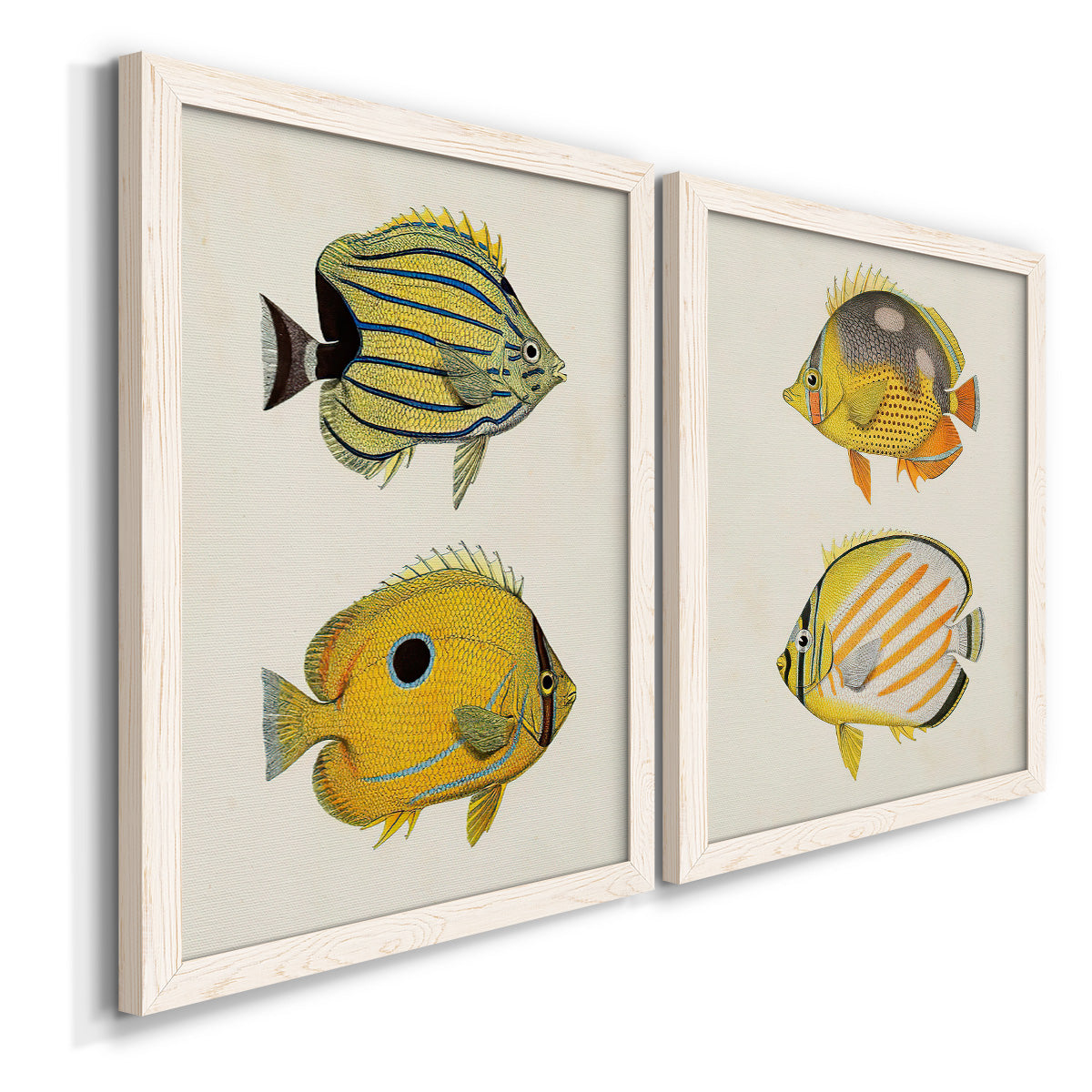 Angled view of a set of two white barnwood framed canvas prints featuring two natural-history fish illustrations featuring groups of vintage tropical fish.