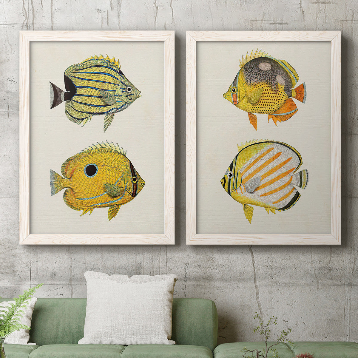 Set of two white barnwood framed canvas prints depicting a coordinated art pair of groups of vintage tropical fish rendered as natural-history fish illustrations above a sofa in a modern living room.