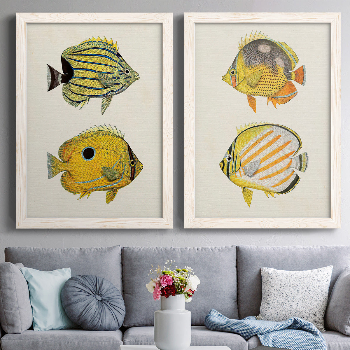 Set of two white barnwood framed canvas prints depicting paired natural-history fish illustrations with striped yellow gray and orange bodies on pale archival paper above a sofa in a contemporary living room.