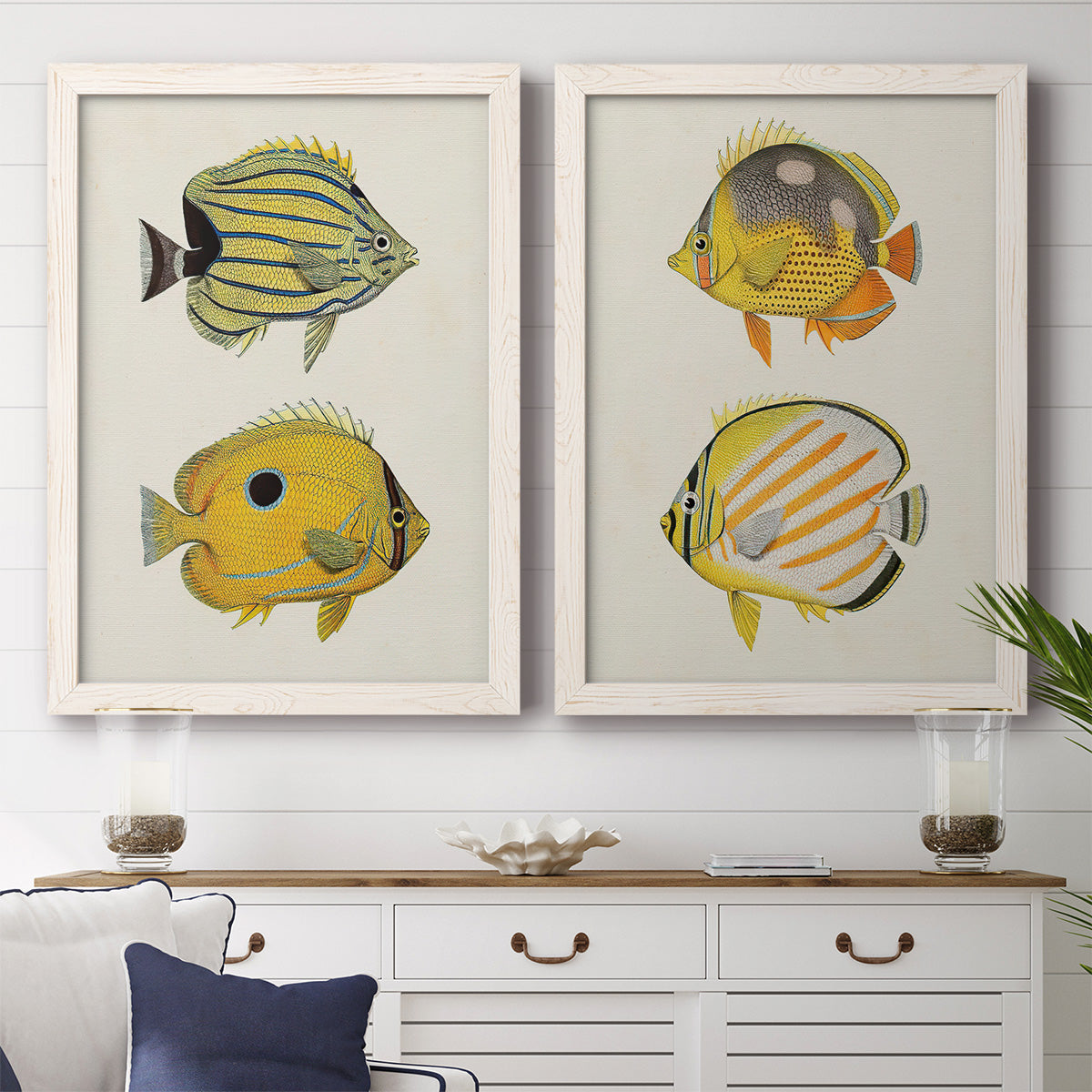 Set of two white barnwood framed canvas prints depicting a coordinated art pair of groups of vintage tropical fish rendered as natural-history fish illustrations above a dining room sideboard.