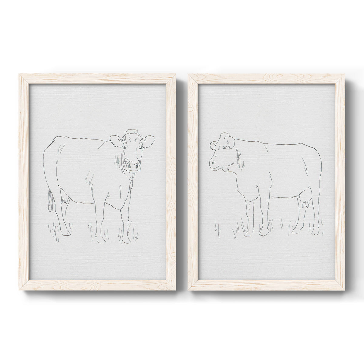 Set of two white barnwood framed canvas prints featuring two minimalist livestock sketches featuring simple contour drawings of standing cows.