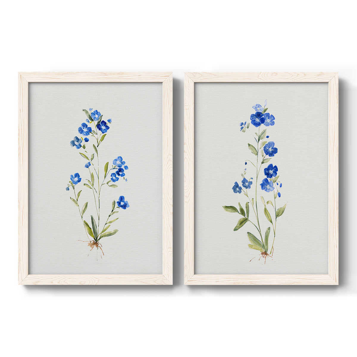 Set of two white barnwood framed canvas prints featuring two delicate watercolor botanical studies featuring small blue wildflower stems.